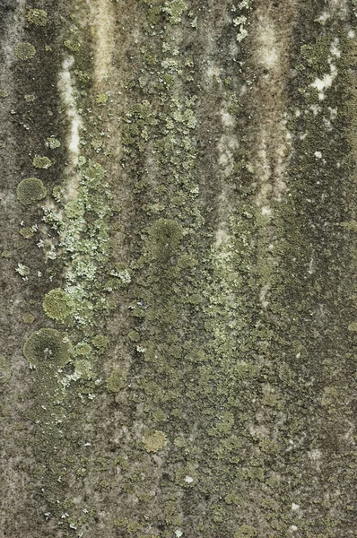 stock image Lichen Covered Stone Background