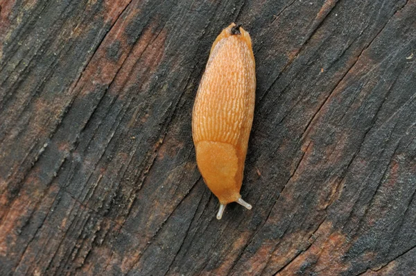 Slug On A Log — Stock Photo, Image
