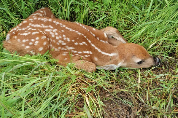 Whitetail 사슴 새끼 사슴 — 스톡 사진