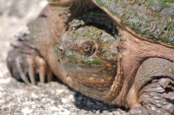 Полосатая черепаха . — стоковое фото