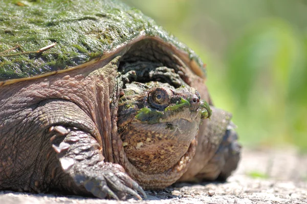 Snapping Turtle. — Stock Photo, Image