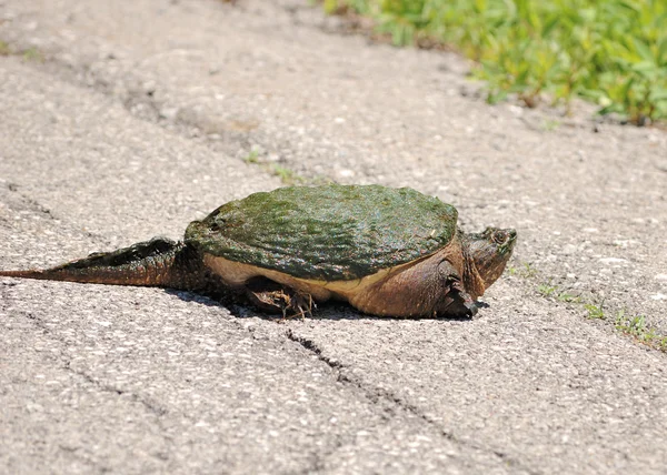 Snapping Turtle. — Stock Photo, Image