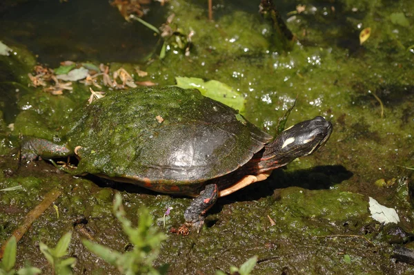 Geschilderde schildpad — Stockfoto