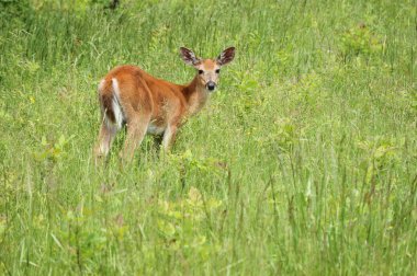 Whitetail Geyik düğme kova