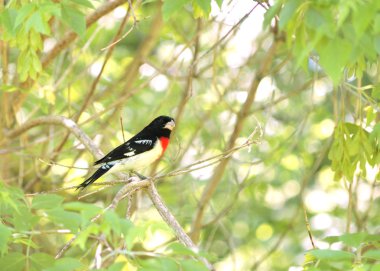 Rose-breasted Grosbeak clipart