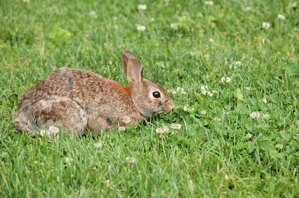 ワタオウサギ ウサギ — ストック写真