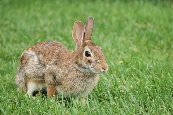 Cottontail Rabbit — Stockfoto