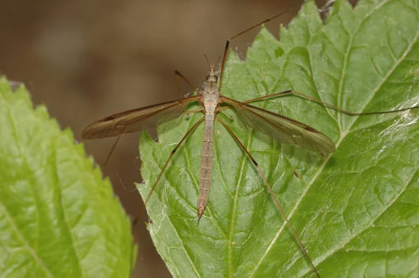 Grúa mosca — Foto de Stock