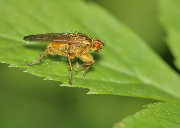 Abeja como mosca tachinid — Foto de Stock