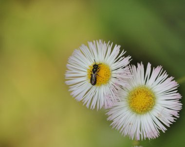 Mason Bee clipart