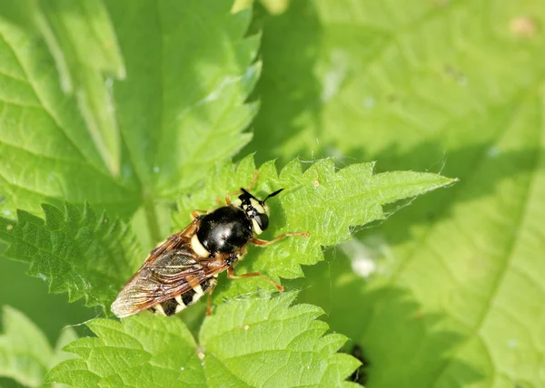 Пчела на листке растения — стоковое фото