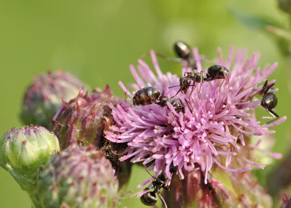 Formigas e cardo — Fotografia de Stock