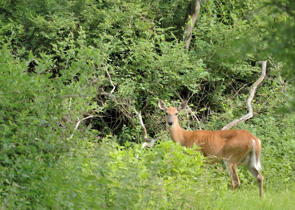 Beyaz kuyruklu geyik. — Stok fotoğraf