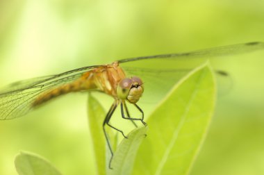 Kadın sarı ayaklı meadowhawk