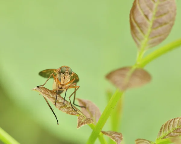 Marsh Fly (Tetanocera) — Stock Photo, Image