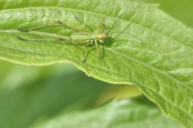 katydid su perisi