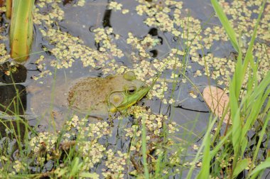 Bullfrog clipart