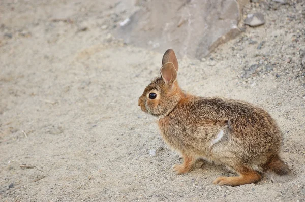 Conejo de cola de algodón — Foto de Stock
