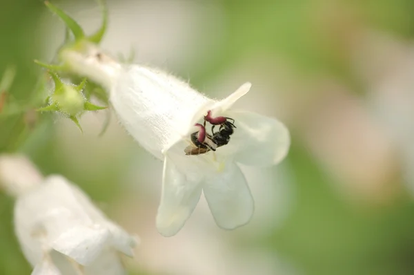 Mason pszczoła — Zdjęcie stockowe