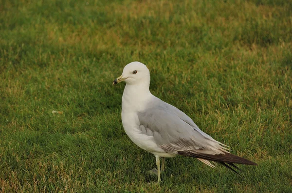 Ring-billed Seagull — Stock Photo, Image