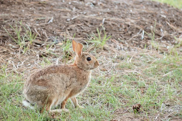 Американський кролик Кролик — стокове фото