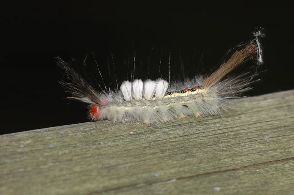 Bílá označené tussock moth housenka — Stock fotografie
