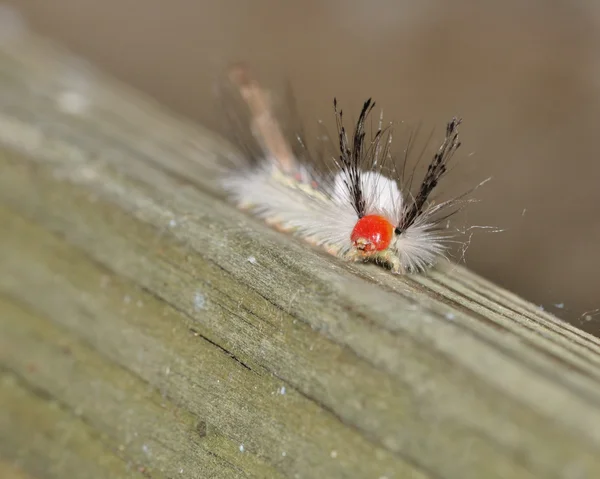 Tussock Falena Caterpillar con marcatura bianca — Foto Stock