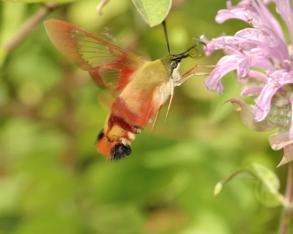 Hummingbird Moth — Stock Photo, Image