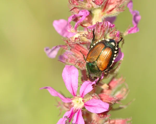 Japanese Beetle — Stock Photo, Image