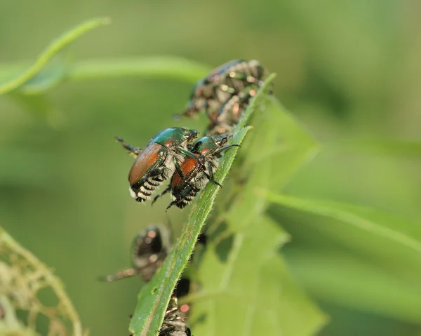 Japanska skalbaggar — Stockfoto