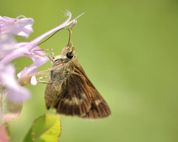 Skipper Butterfly — Stock Photo, Image