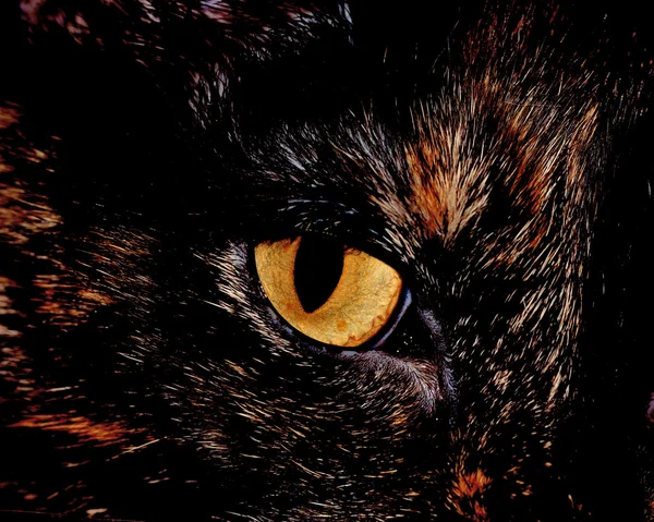 Olho de gato casa — Fotografia de Stock