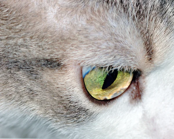 Σπίτι μάτι γάτας — Φωτογραφία Αρχείου