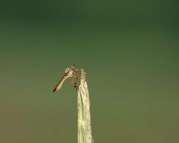 Robber Fly — Stock Photo, Image