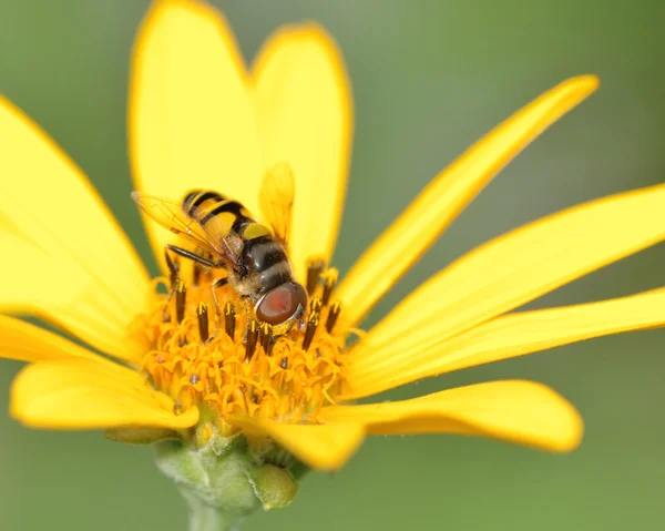 Bee On A Flower — Stock Photo, Image