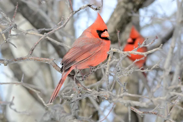 Bir daldaki kardinal — Stok fotoğraf