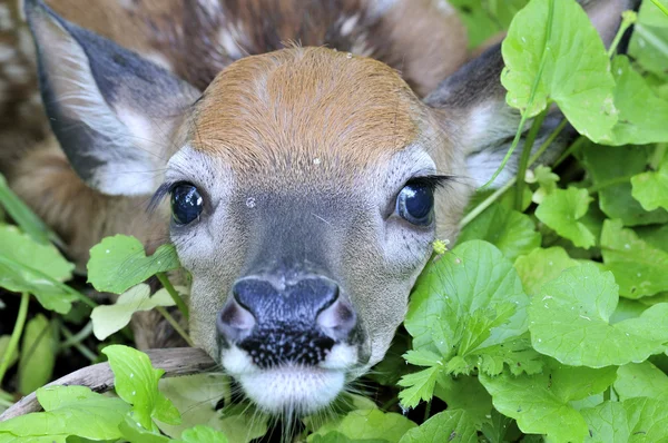 Whitetail シカ子鹿 — ストック写真