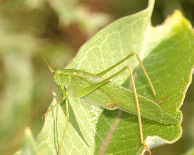 katydid yaprak üzerinde