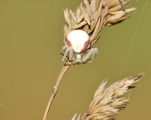 Altın Başak örümcek — Stok fotoğraf
