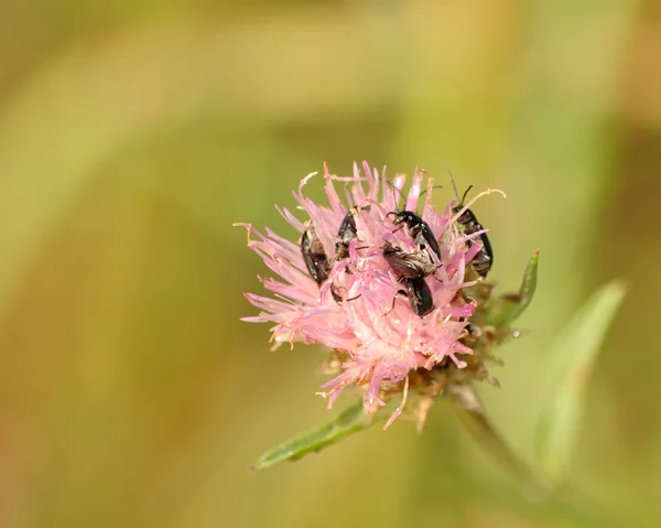 Käfer auf Blüte — Stockfoto