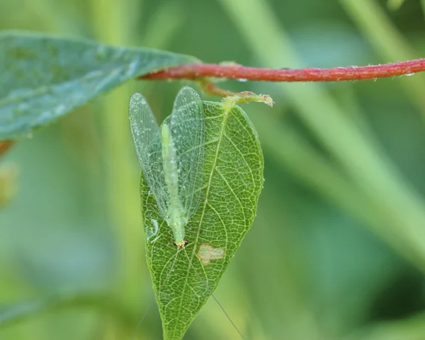 녹색 lacewing — 스톡 사진