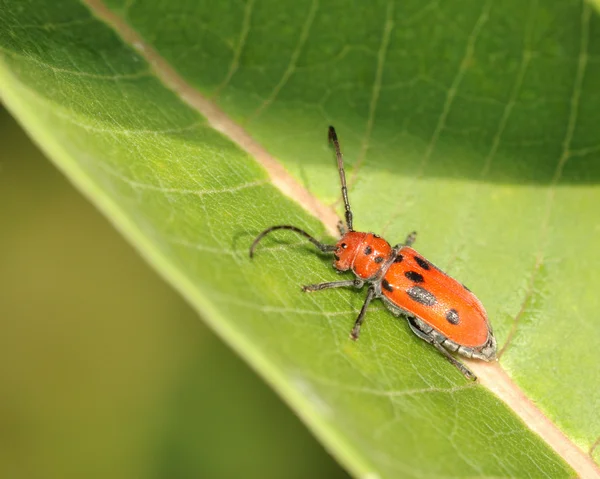 红乳草甲虫 — 图库照片