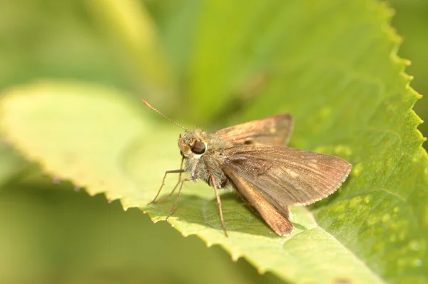 Skipper Butterfly — Stock Photo, Image