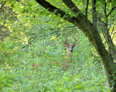 Genç whitetail geyik buck