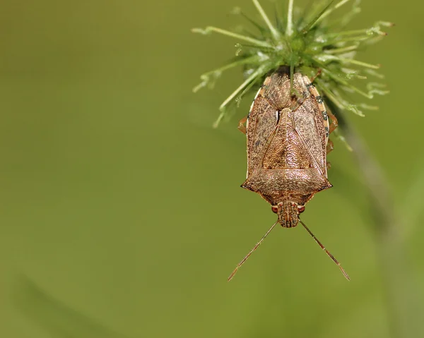 Bug de bouclier — Photo