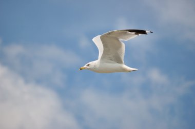 Ring-billed martı