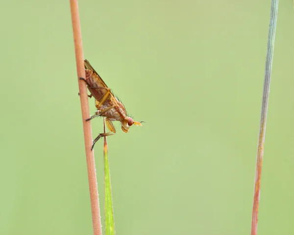 Marsh Fly — Stock Photo, Image