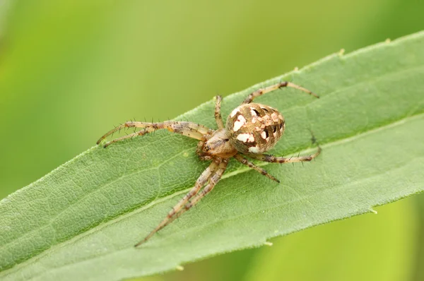 Zahradní pavouk — Stock fotografie