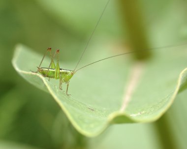 katydid su perisi