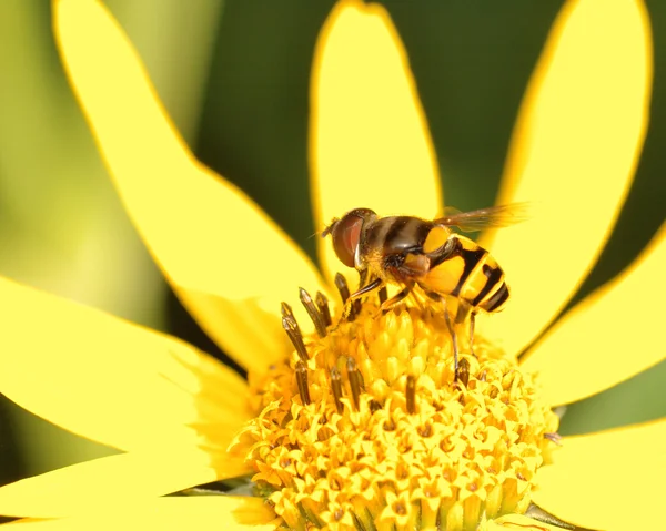 Bee On A Flower — Stock Photo, Image